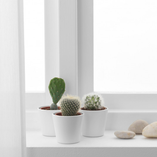 Ikea Cactaceae Planta Naturala In Ghiveci Cactus Asortate 6 Cm 3 Bucati
