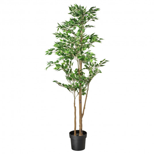 Ficus Benjamina Natasja Weeping Fig Potted Plant Ikea