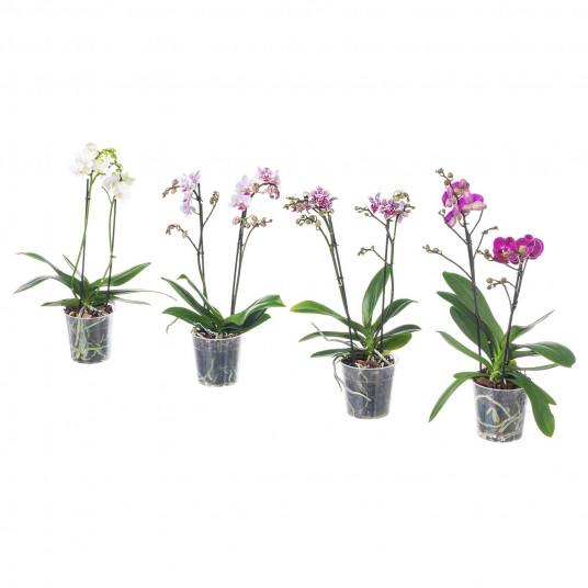 Ikea Phalaenopsis Planta Naturala Orhidee Flori 2 Tulpini 9 Cm