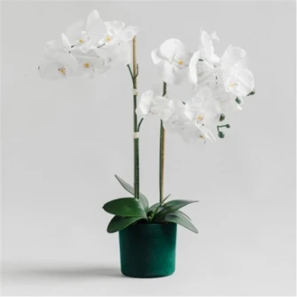Compozitie florala orhidee ORCHIVELOSS