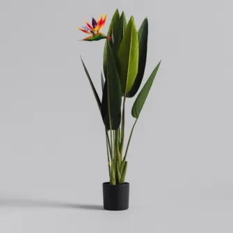 compozitie florala PARROTBEAK