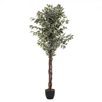 Ficus cu ghiveci BENJAMINA