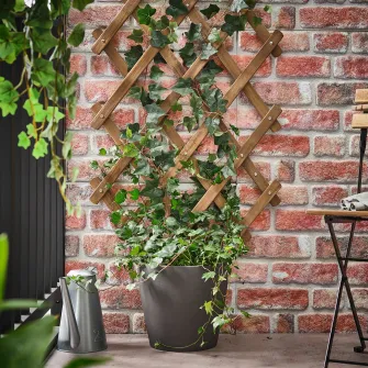 IKEA ASKHOLMEN Spalier, maro-i
