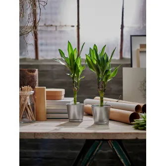 IKEA BINTJE Ghiveci, galvanizat, 9 cm