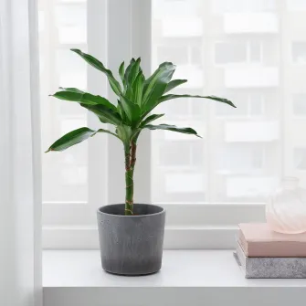 IKEA BOYSENBÄR Ghiveci, interior/exterior gri, 9 cm