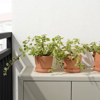 IKEA BRUNBÄR Ghiveci cu farfurie, exterior teracota, 12 cm