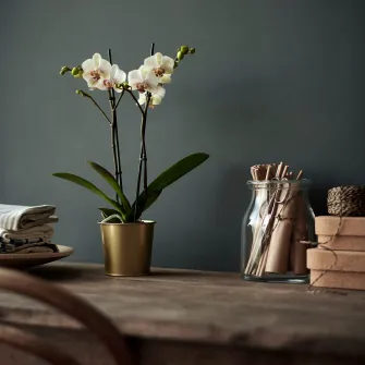 IKEA DAIDAI Ghiveci, alama, 9 cm