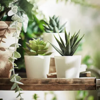 IKEA FEJKA Planta artificiala in ghiveci, interior/exterior Succulent, 6 cm 3 buc.