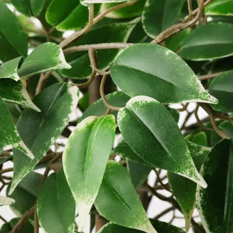 IKEA FEJKA Planta artificiala, interior/exterior Ficus Benjamina Exotica, 21 cm