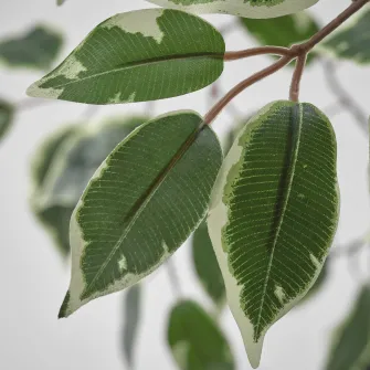 IKEA FEJKA Planta artificiala, interior/exterior/Ficus Benjamina, 23 cm