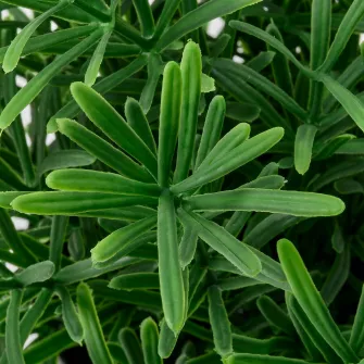 IKEA FEJKA Planta artificiala, interior/exterior/Rozmarin, 9 cm