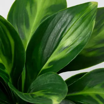 IKEA FEJKA Planta artificiala, interior/exterior/crin de toamna, 9 cm