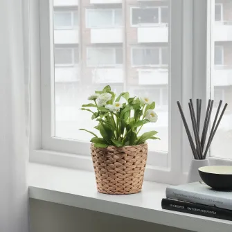 IKEA FRIDFULL Ghiveci, zambila, 12 cm
