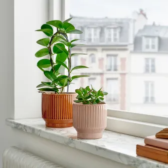 IKEA HONUNGSPALM Ghiveci, interior/exterior/bej, 9 cm