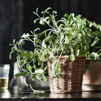 IKEA KAKTUSFIKON Ghiveci, ratan, 12 cm