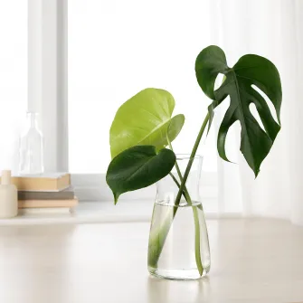 IKEA KARAFF Carafa, sticla transparenta, 1.0 l