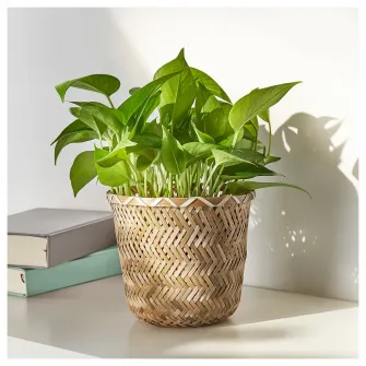 IKEA KLYNNON Ghiveci, lucrat manual bambus, 15 cm