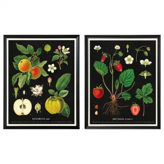 IKEA KNOPPÄNG Rama cu afis, ilustratii botanice/fructe vintage, 40x50 cm