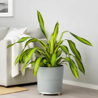 IKEA NYPON Ghiveci, interior/exterior gri, 32 cm