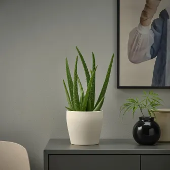 IKEA PERSILLADE Ghiveci, bej deschis, 12 cm