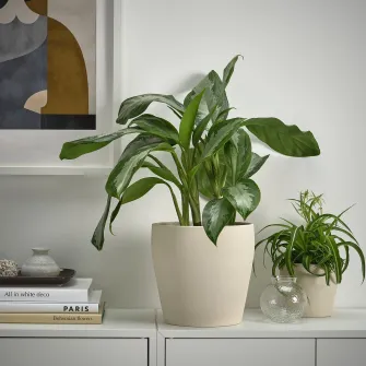 IKEA PERSILLADE Ghiveci, bej deschis, 19 cm