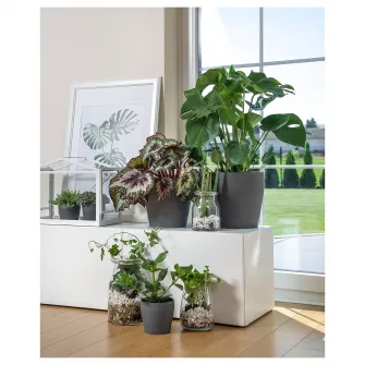 IKEA PERSILLADE Ghiveci, gri inchis, 12 cm
