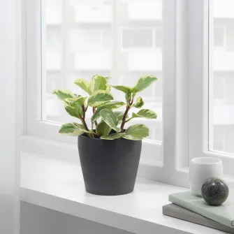 IKEA PERSILLADE Ghiveci, gri inchis, 12 cm