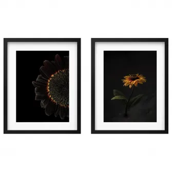 IKEA RÖDALM Rama cu afis, floarea-soarelui, 40x50 cm