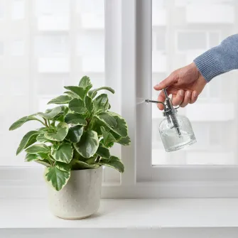 IKEA SESAMFRÖN Pulverizator plante, sticla transparenta, 25 cl