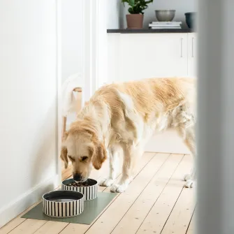 IKEA UTSÅDD Bol pentru animale de companie, dungat negru-albastru/gri-verde, 19 cm