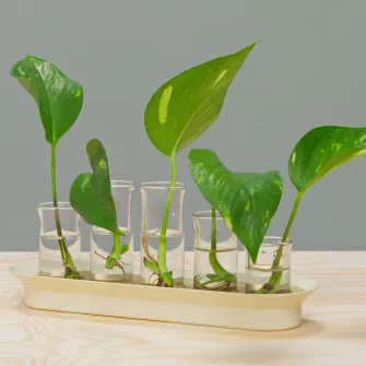 IKEA VATTENKRASSE Set de propagare, sticla transparenta ivoriu/auriu