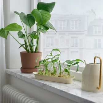 IKEA VATTENKRASSE Set de propagare, sticla transparenta ivoriu/auriu