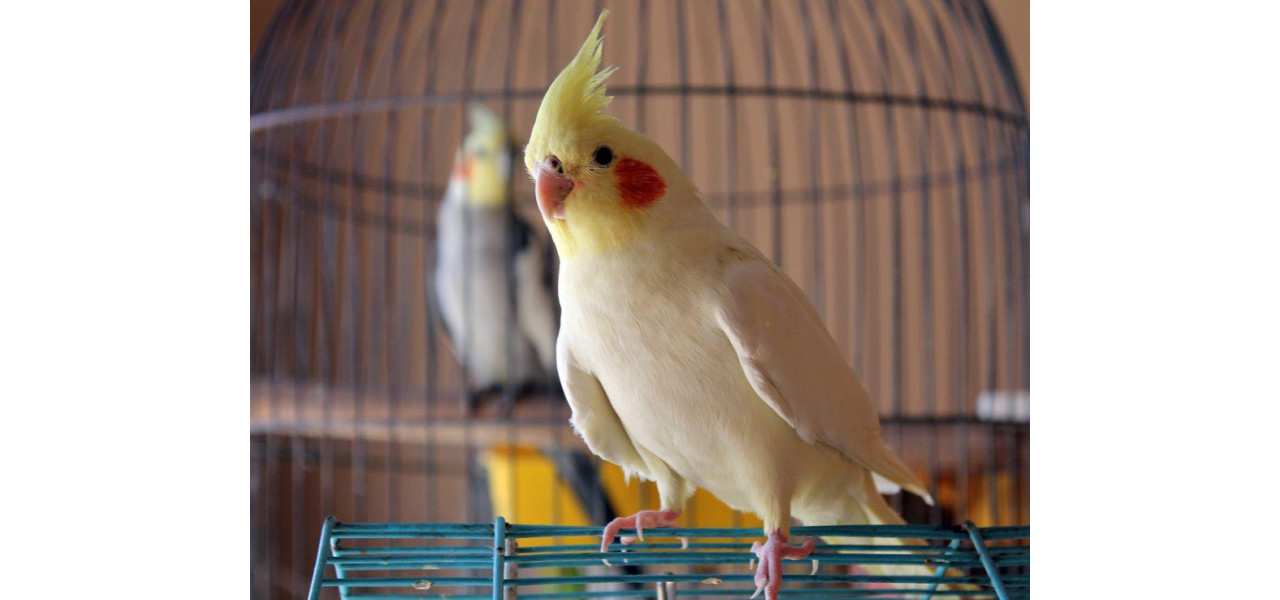 Mesele de sticla sunt sigure pentru a fi folosite intr-o casa cu pasari de companie sau animale de companie exotice?