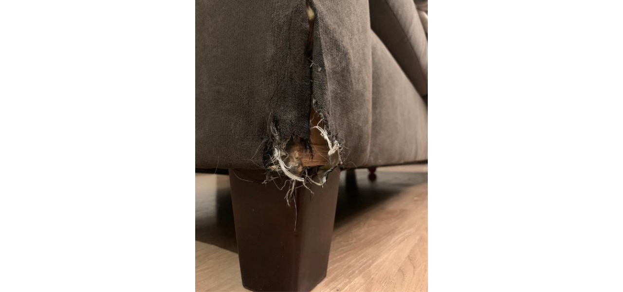Animalele de companie pot deteriora o canapea extensibila?