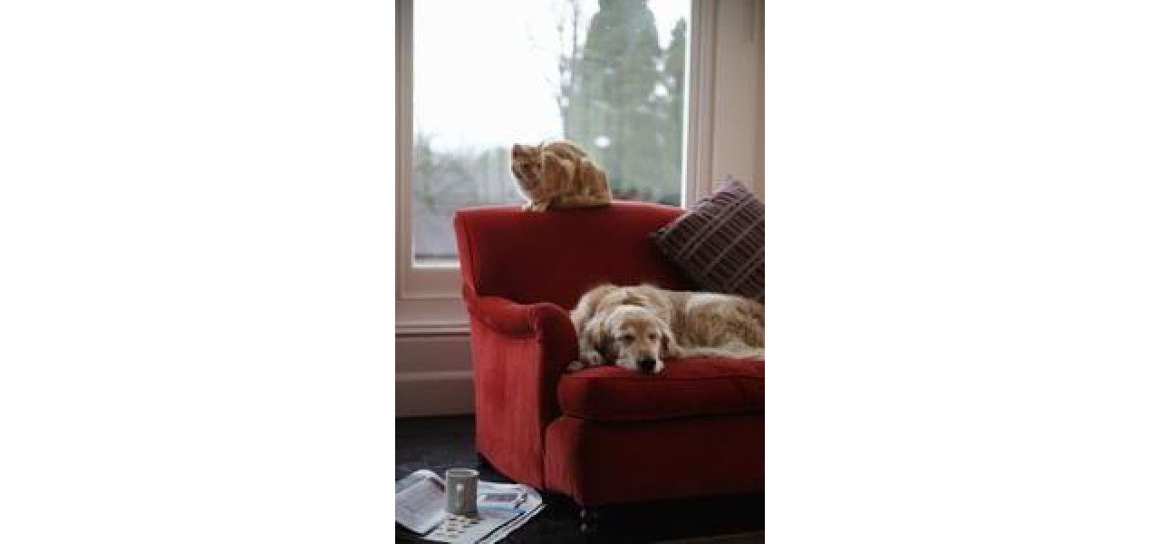 Cum sa eliminati mirosurile animalelor de companie de pe canapea dvs.