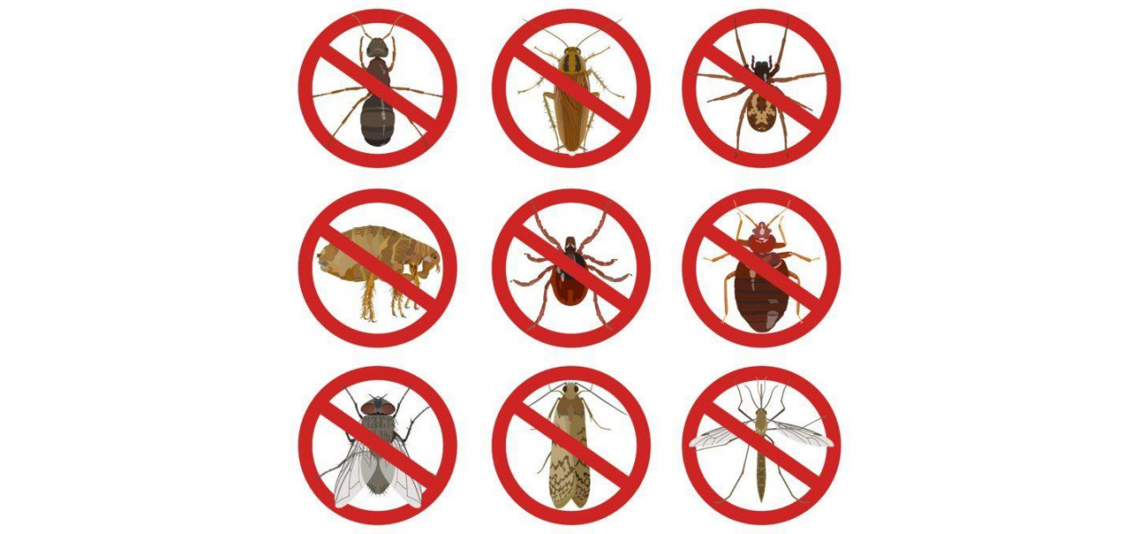 Prevenirea daunatorilor si a insectelor in dulapul din camera de zi.