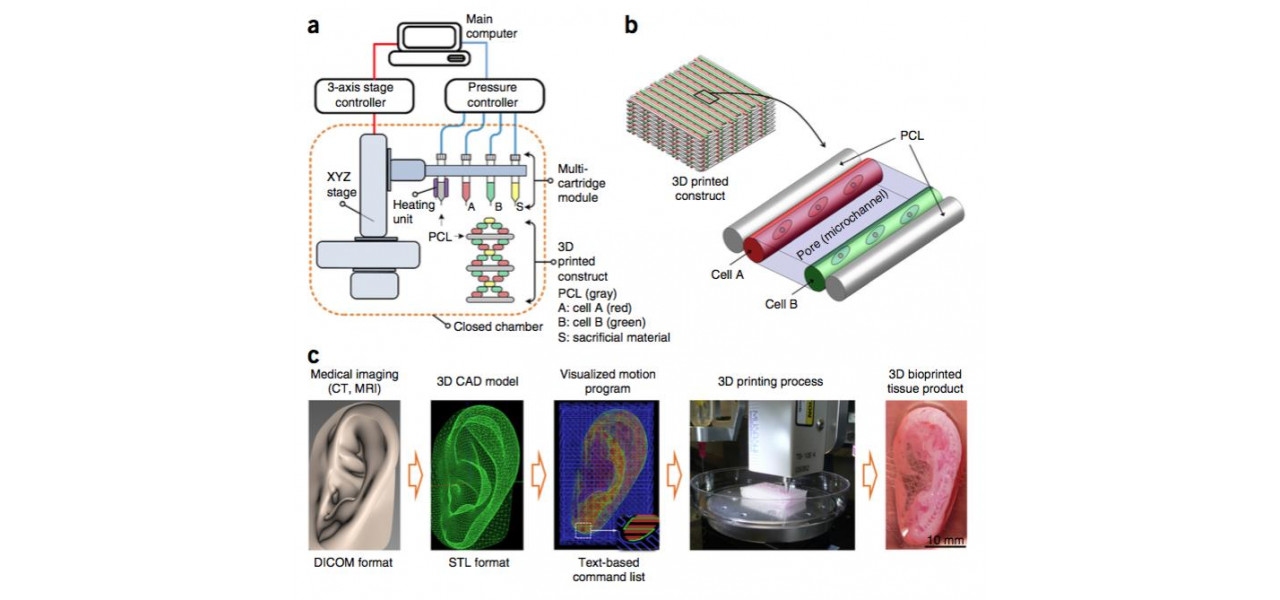 Progrese in bioprinting: o descoperire in medicina regenerativa.