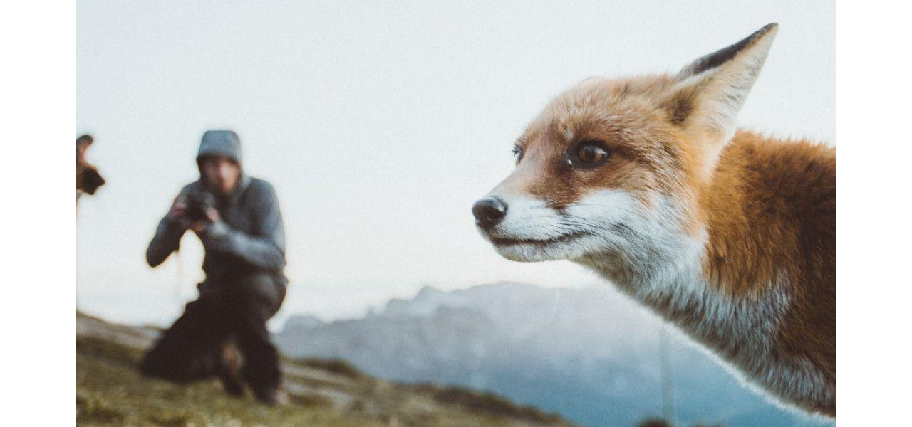 Capturarea vietii salbatice in actiune: Camere Fujifilm pentru fotografierea naturii.