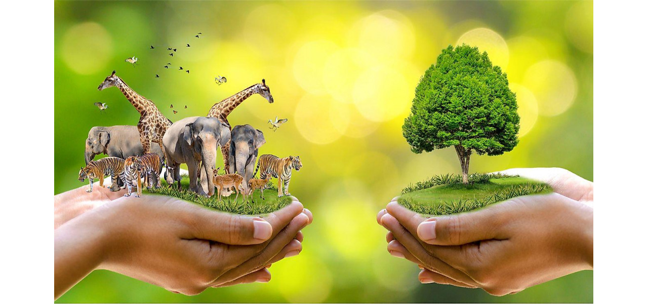 Sisteme DVR si conservarea animalelor: protejarea habitatelor faunei salbatice.