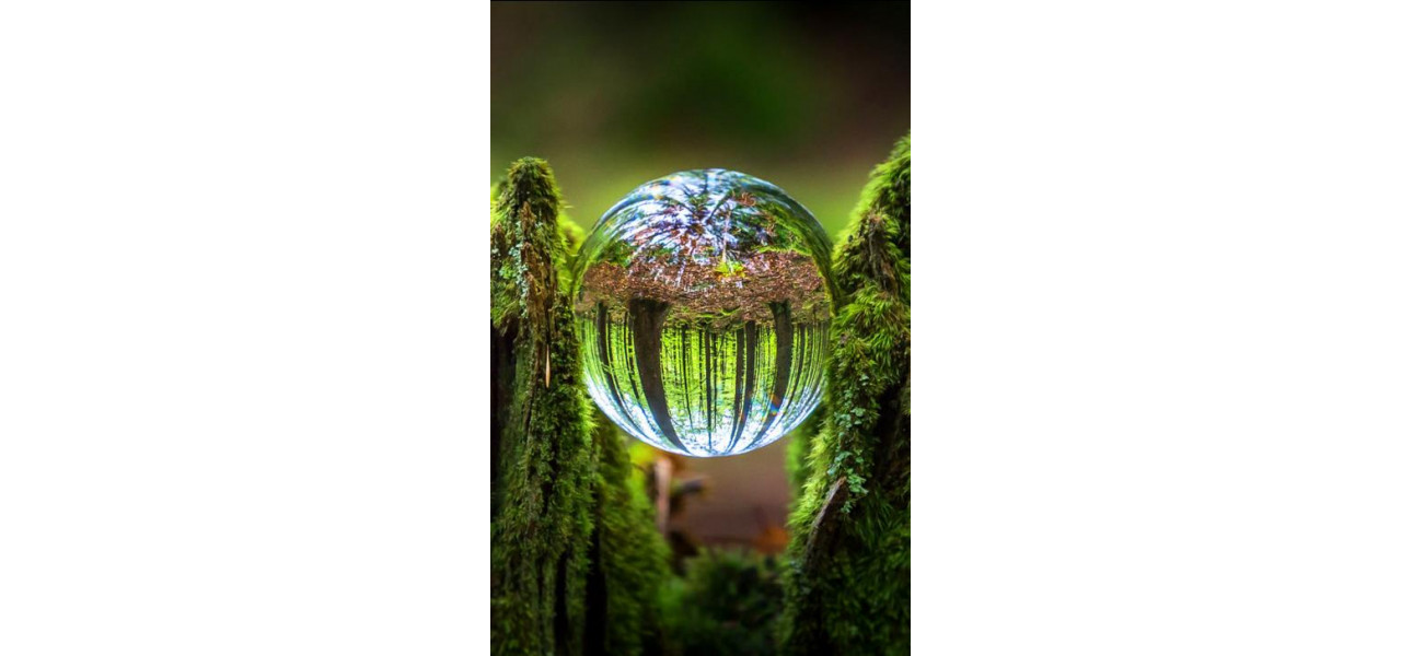 Explorati frumusetea naturii: accesorii esentiale pentru fotografia macro natura.