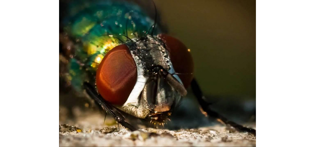 Explorarea detaliilor fine: Camere foto Sony Macro.