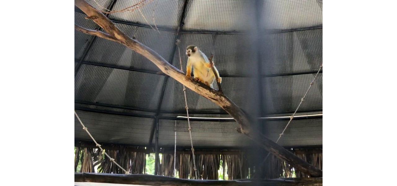Explorand gradina zoologica Hope si gradinile botanice: sanctuarele faunei salbatice din Kingston.
