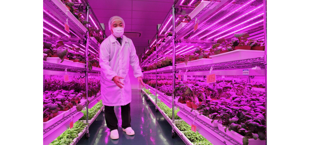 Optica si agricultura urbana: cultivarea alimentelor cu lumina.