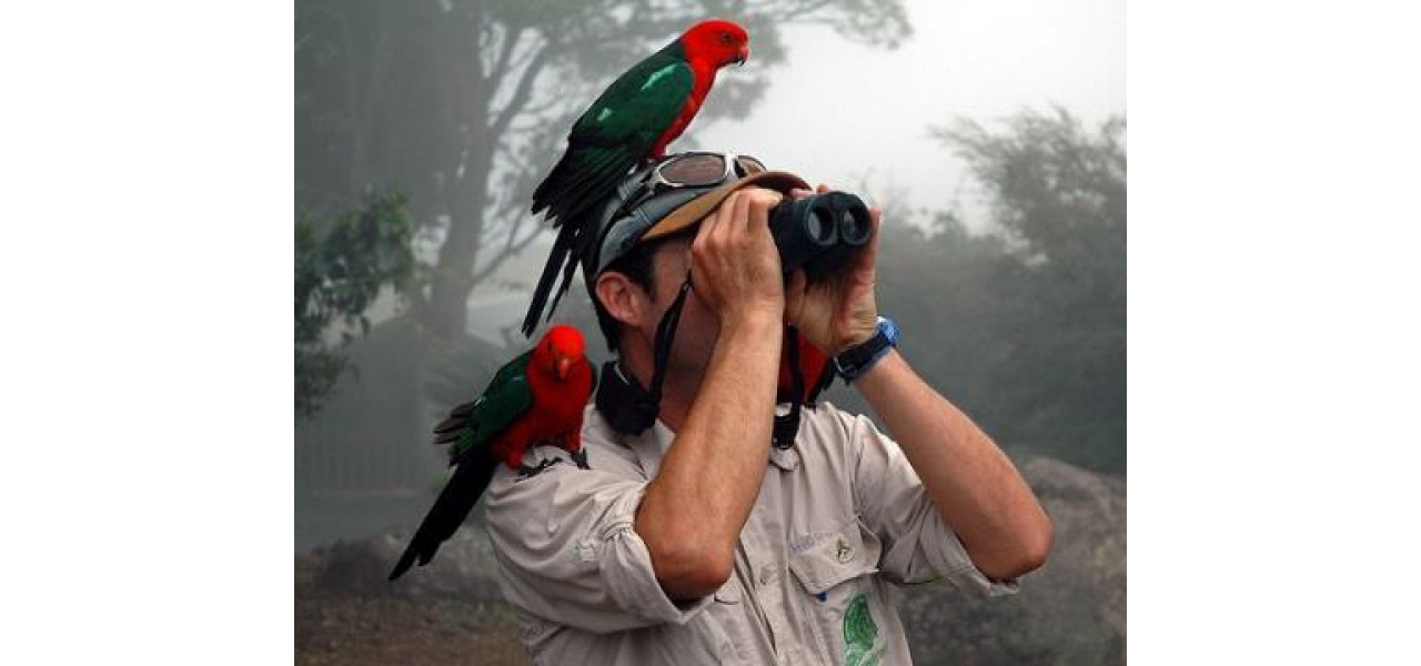 Arta pasarilor urbane: observarea speciilor aviare cu binoclu.