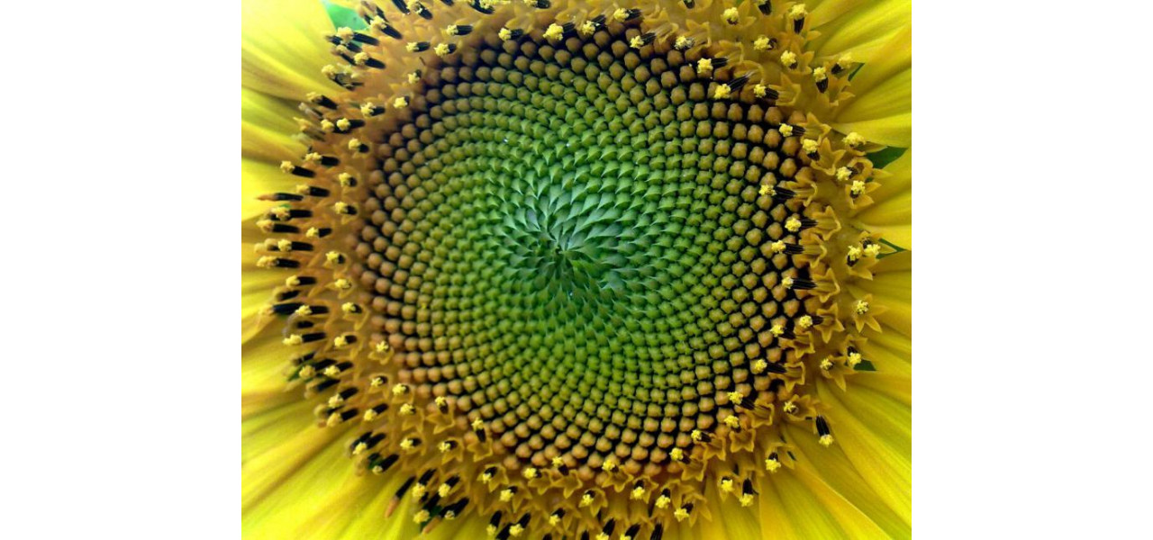 Frumusetea simetriei creand imagini armonioase si placute.