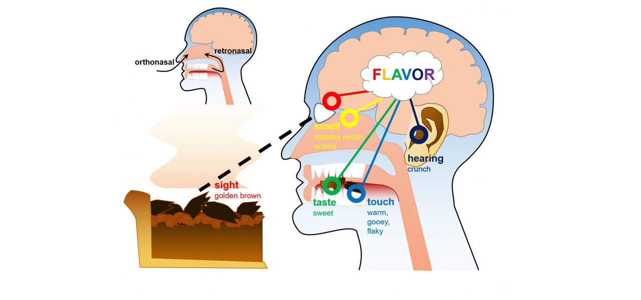 Звук запах вкус. Retronasal smell. Химические стимулы вкусовых ощущений. Брауновский мозг. Taste Perception.