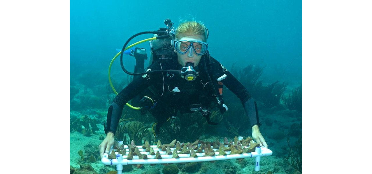 Impactul imprimarii 3D asupra eforturilor de conservare a marinei.