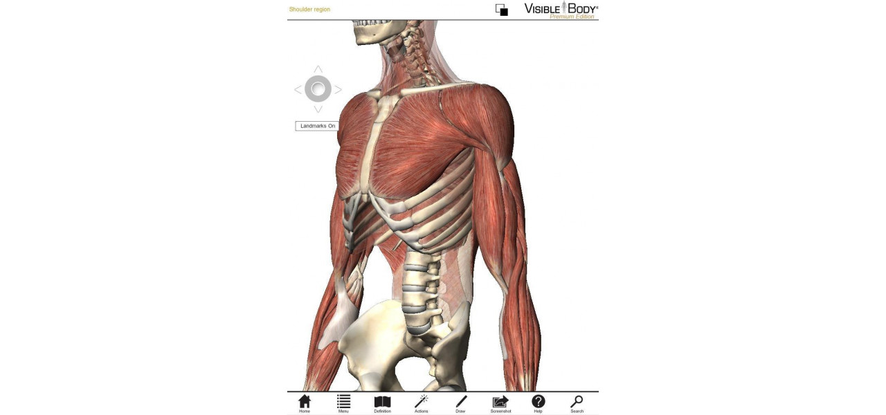 Impactul tabletelor grafice asupra studiilor de anatomie: cifre digitale detaliate.