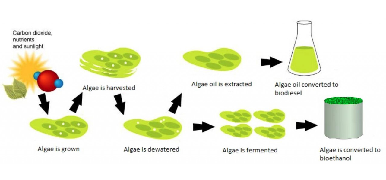 Potentialul biocombustibilului algelor: energie regenerabila din plante acvatice.