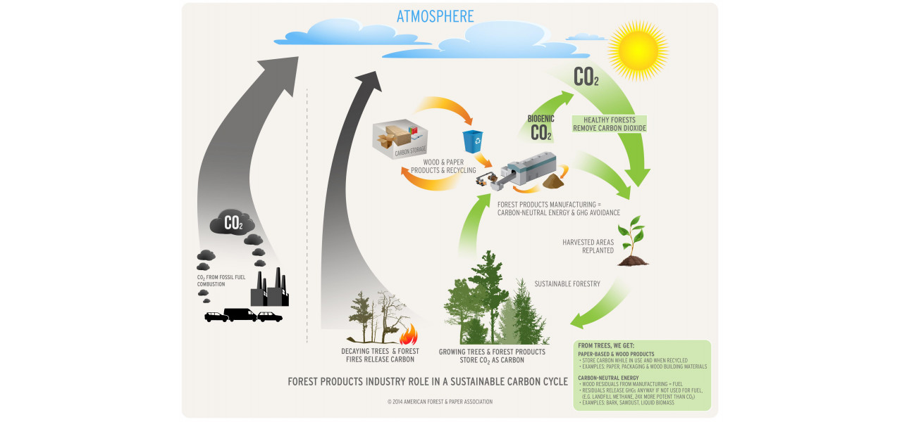 Rolul biomasei in neutralitatea carbonului: echilibrarea productiei de energie si a durabilitatii.